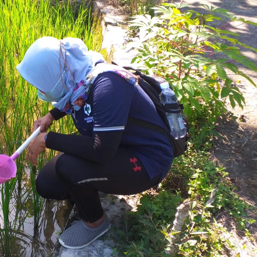 Kegiatan Larvaciding Oleh Juru Malaria Desa